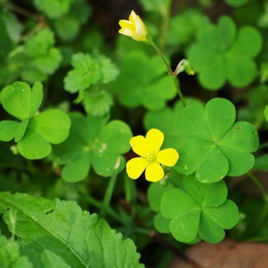 Grün leaf clover blume samen for anpflanzung colorful display heirloom & gmo free samen for home garten 
 
 sale samen for home garten anpflanzung