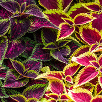 Coleus multi-colored blume samen for anpflanzung - garten favorite, heirloom & gmo free samen for home garten
 
 sale samen for home garten
