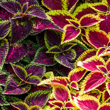 Coleus multi-colored blume samen for anpflanzung - garten favorite, heirloom & gmo free samen for home garten
 
 sale samen for home garten
