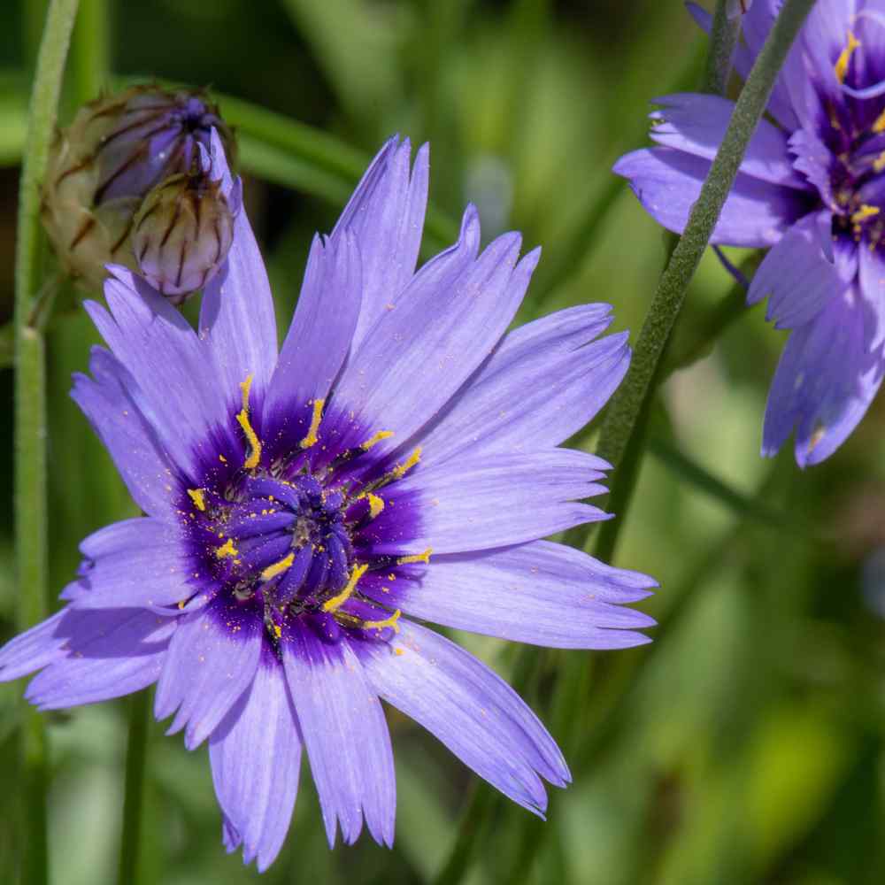 Cupid's blume samen for anpflanzung low maintenance heirloom & gmo free samen for home garten 
 
 sale samen for home garten anpflanzung