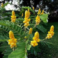 Gelb candlestick cassia blume samen for anpflanzung - hardy variety, heirloom & gmo free samen for home garten
 
 sale samen for anpflanzung in home garten