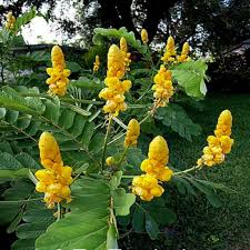 Gelb candlestick cassia blume samen for anpflanzung - hardy variety, heirloom & gmo free samen for home garten
 
 sale samen for anpflanzung in home garten
