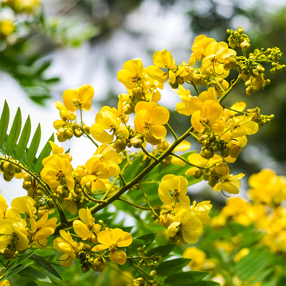 Semen Cassiae Blumensamen zur Aussaat – lang Blüte Saison – Traditionssorte & ohne Gentechnik Samen Hausgarten