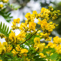 Semen Cassiae Blumensamen zur Aussaat – lang Blüte Saison – Traditionssorte & ohne Gentechnik Samen Hausgarten