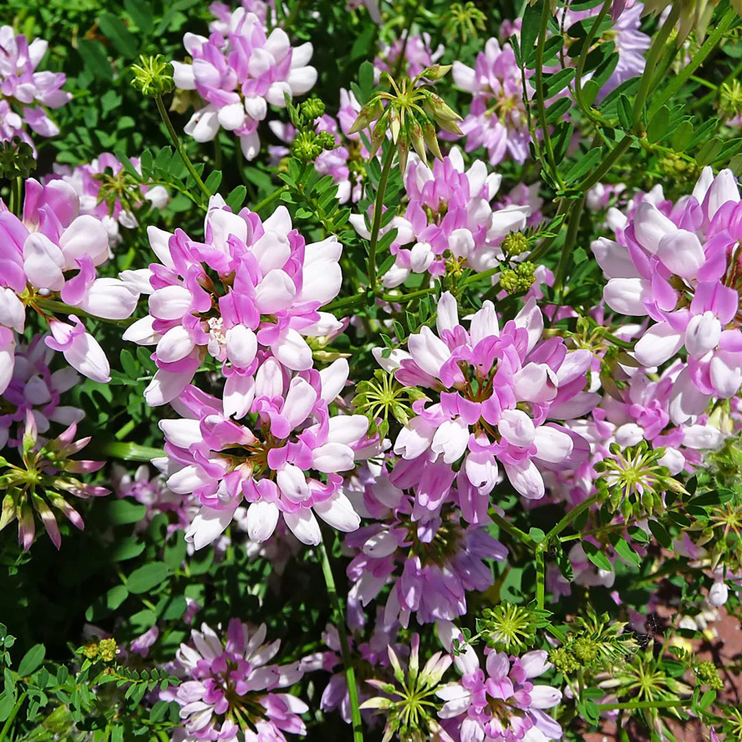 Violett Crown Vetch Blumensamen zur Aussaat lang Blüte Saison Traditionssorte & ohne Gentechnik Samen Hausgarten