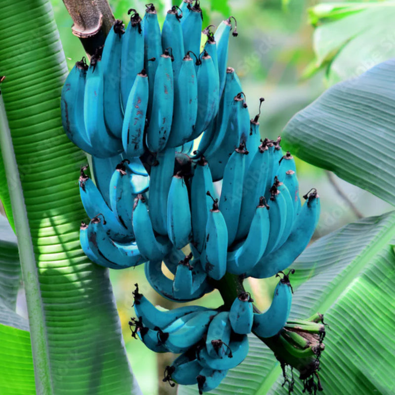Semi di banana blu per una facile coltivazione
