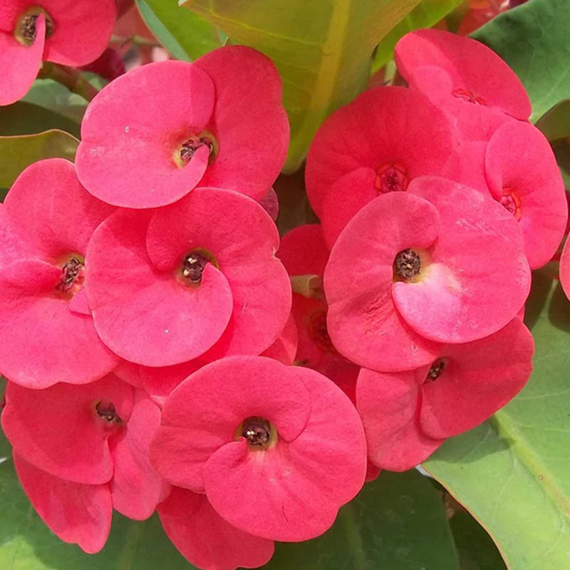 Milii Blumensamen zur Aussaat – Wildblume Mischung – Traditionssorte & ohne Gentechnik Samen Hausgarten