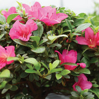 Rosa Satsuki Azalee Blumensamen zur Aussaat – leuchtend – Traditionssorte & ohne Gentechnik Samen Hausgarten