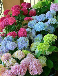 tief Rosa Hortensie Blumensamen zur Aussaat – ideal Rabatten – Traditionssorte & ohne Gentechnik Samen Hausgarten