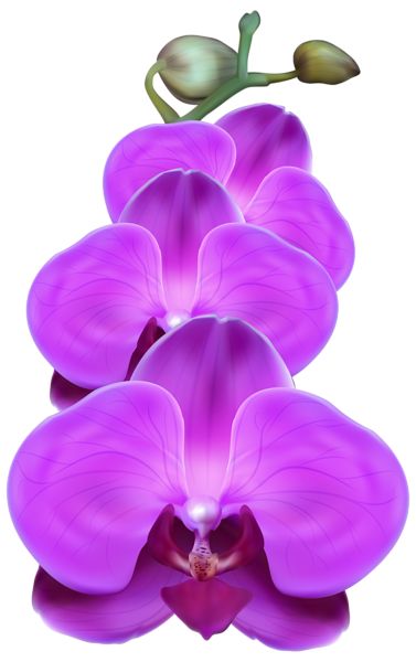 Violett Bell Orchidee Blumensamen zur Aussaat