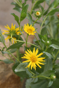 Grindelia Blumensamen zur Aussaat – saisonal Dauerblüher – Traditionssorte & ohne Gentechnik Samen Hausgarten