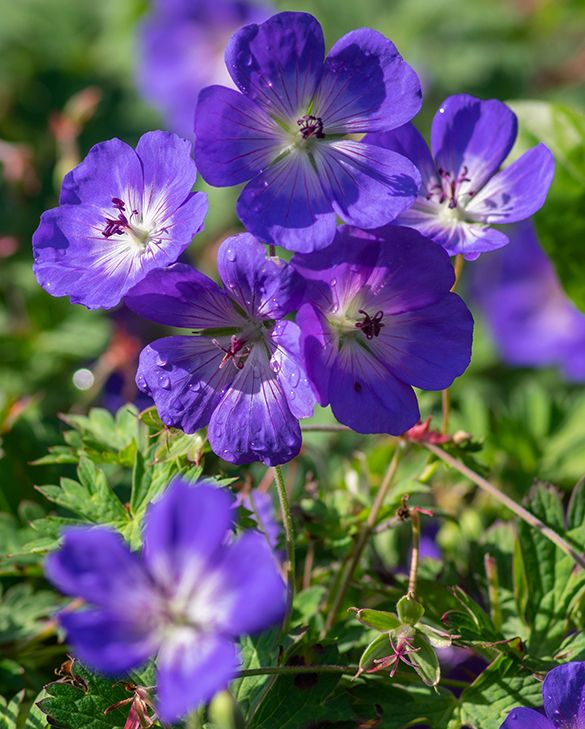 tief Blau Geranie Blumensamen zur Aussaat sonnenliebend Traditionssorte & ohne Gentechnik Samen Hausgarten