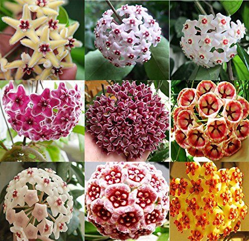 Multi Carnosa Blumensamen – sonnenliebend Traditionssorte ohne Gentechnik Samen Hausgarten