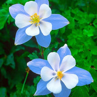 Colorado Blau Blumensamen zur Aussaat für Blüten