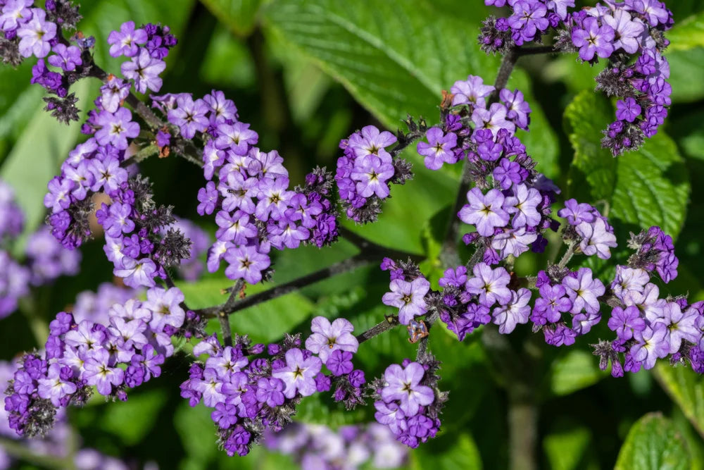 Heliotrope Blau Blumensamen zur Aussaat – duftend Blüten