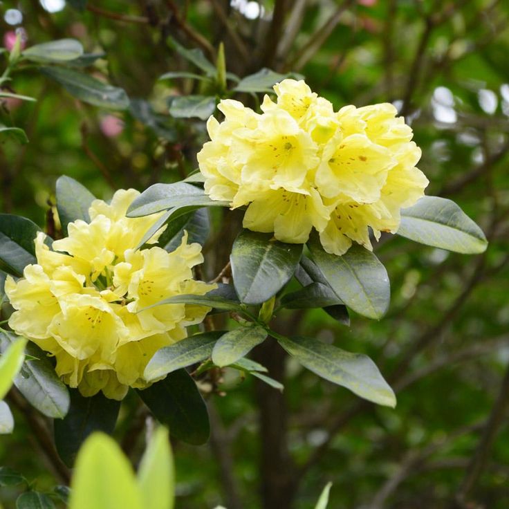 Gelb Rhododendron Campylocarpum Blumensamen zur Aussaat – Enhance Garten Blüten