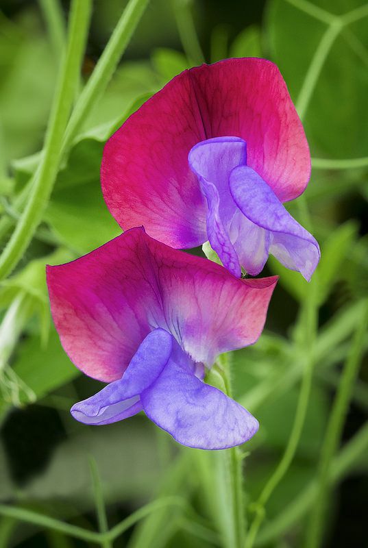 Rosa Blau Wicke Blumensamen zur Aussaat Wildblume Mischung Traditionssorte & ohne Gentechnik Samen Hausgarten