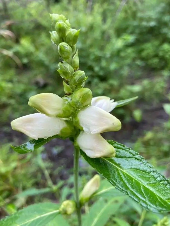 Chelone Glabra Blumensamen zur Aussaat Landhaus Garten wichtig Traditionssorte & ohne Gentechnik Samen Hausgarten