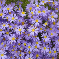 Traditionssorte Swan River Daisy Blumensamen zur Aussaat kompakt Wuchs Traditionssorte & ohne Gentechnik Samen Hausgarten