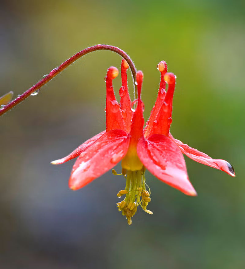 Graines de fleurs rouges d’ancolie canadienne pour un semis idéal au printemps