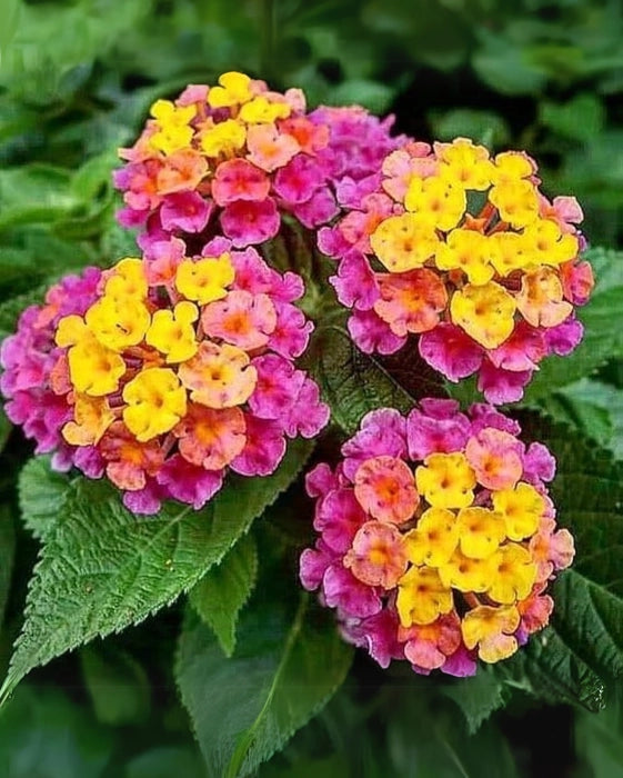 Wandelröschen Mischung Blume Samen zur Aussaat a farbenfroh Garten