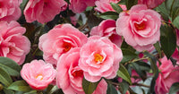 Kamelien Samen Rosa Camellia fuer Garten