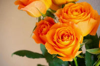 Gelb Orange Rose Blumensamen zur Aussaat – ideal Rabatten – Traditionssorte & ohne Gentechnik Samen Hausgarten
