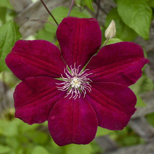 Waldrebe Rot Blume Samen zur Aussaat verschönert Garten