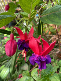 Traditionssorte Fuchsie Blumensamen zur Aussaat duftend Blüten Traditionssorte & ohne Gentechnik Samen Hausgarten