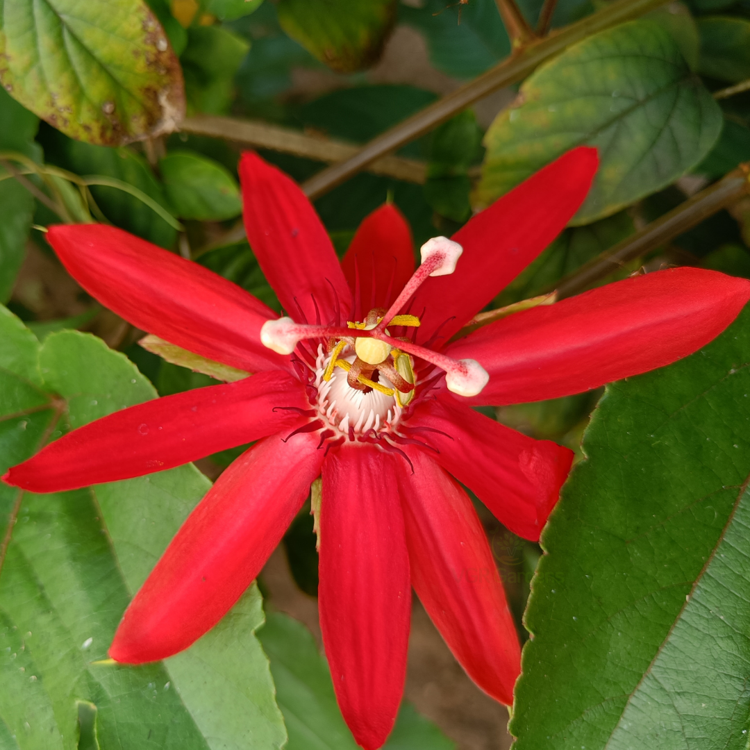 Passion Blumensamen zur Aussaat robust Sorte Traditionssorte & ohne Gentechnik Samen Hausgarten