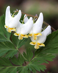 Breeches Blumensamen zur Aussaat – ideal Rabatten – Traditionssorte & ohne Gentechnik Samen Hausgarten