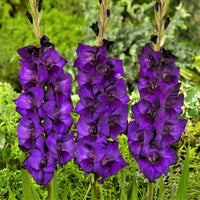 Lila Gladiole Blumensamen zur Aussaat kompakt Wuchs Traditionssorte & ohne Gentechnik Samen Hausgarten