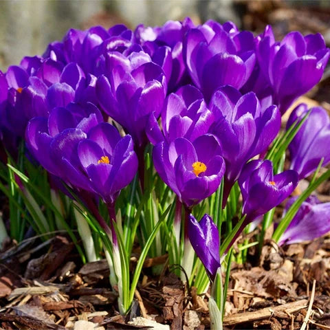 Blau Ocean crocus Blumensamen zur Aussaat – farbenfroh Schau – Traditionssorte & ohne Gentechnik Samen Hausgarten