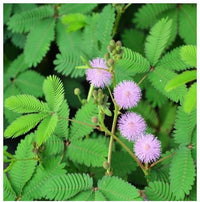 Planting Samen: Green Mimosa Pudica