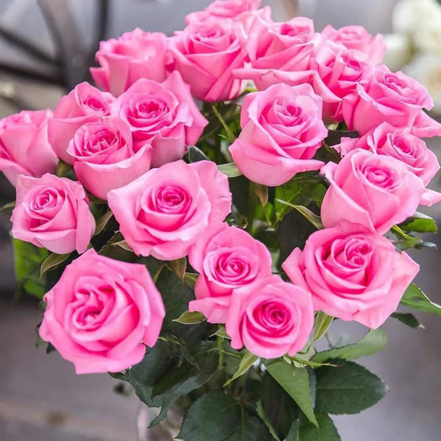 Death Rose Rosa Blumensamen zur Aussaat – Landhaus Garten wichtig – Traditionssorte & ohne Gentechnik Samen Hausgarten