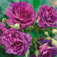 Floribunda Blumensamen zur Aussaat – sonnenliebend – Traditionssorte & ohne Gentechnik Samen Hausgarten