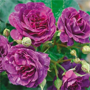 Floribunda Blumensamen zur Aussaat – sonnenliebend – Traditionssorte & ohne Gentechnik Samen Hausgarten