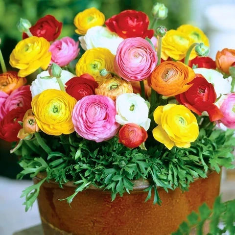 Gemischt Ranunculus Blumensamen sonnenliebend Traditionssorte & ohne Gentechnik Samen Hausgarten