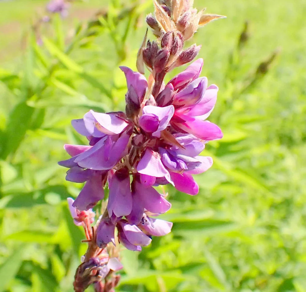 Showy (showy tick) samen for anpflanzung in home garten