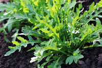 Rocket Arugula Gemüsesamen zur Aussaat – leuchtend Blüten – Traditionssorte & ohne Gentechnik Samen Hausgarten