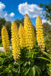 Gelb Bonnets Blumensamen zur Aussaat – lang Blüte Saison Traditionssorte & ohne Gentechnik Samen Hausgarten