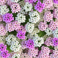 Gemischt Candytuft Blumensamen zur Aussaat – Wildblume Mischung – Traditionssorte & ohne Gentechnik Samen Hausgarten