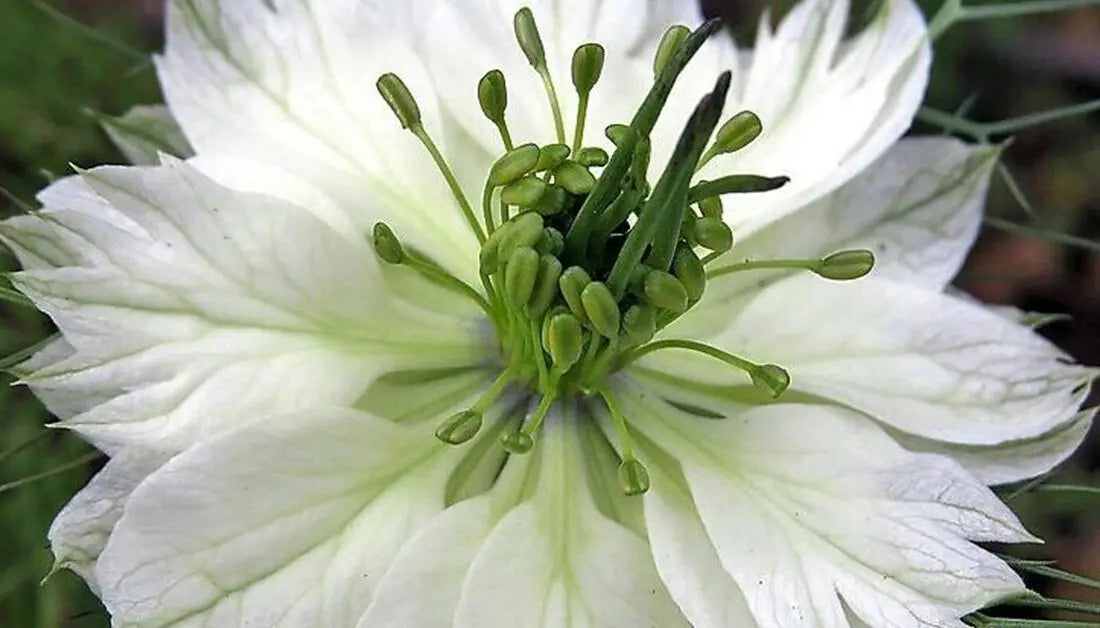 Weiß Nigella African Blumensamen zur Aussaat – Halbschatten verträglich – Traditionssorte & ohne Gentechnik Samen Hausgarten