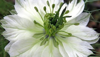 Weiß Nigella African Blumensamen zur Aussaat – Halbschatten verträglich – Traditionssorte & ohne Gentechnik Samen Hausgarten