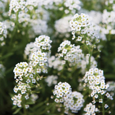 Weiß Snow Blumensamen zur Aussaat farbenfroh Schau Traditionssorte & ohne Gentechnik Samen Hausgarten