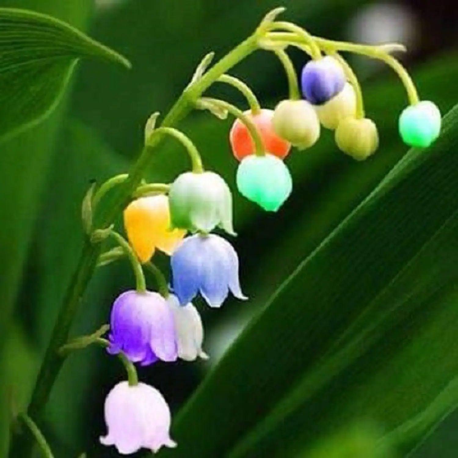 Bell Orchidee Blumensamen zur Aussaat – ideal Rabatten – Traditionssorte & ohne Gentechnik Samen Hausgarten