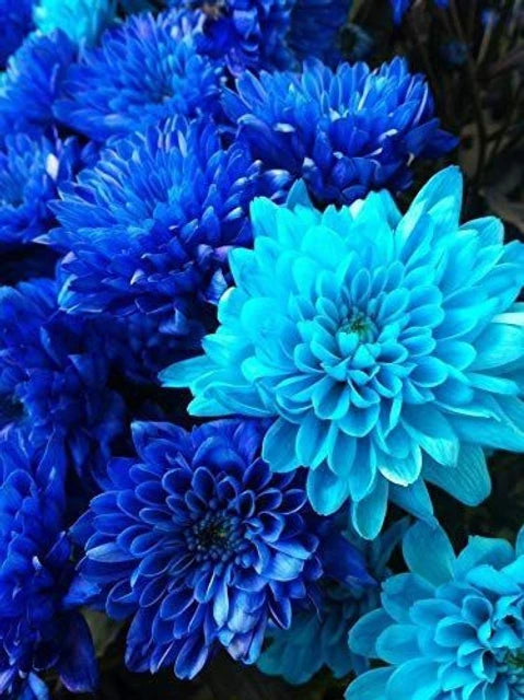 Himmelblau Dahlie Blumensamen zur Aussaat – lang Blüte Saison Traditionssorte & ohne Gentechnik Samen Hausgarten