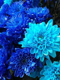 Dahlie Himmelblau Blumensamen zur Aussaat – duftend Blüten – Traditionssorte & ohne Gentechnik Samen Hausgarten
