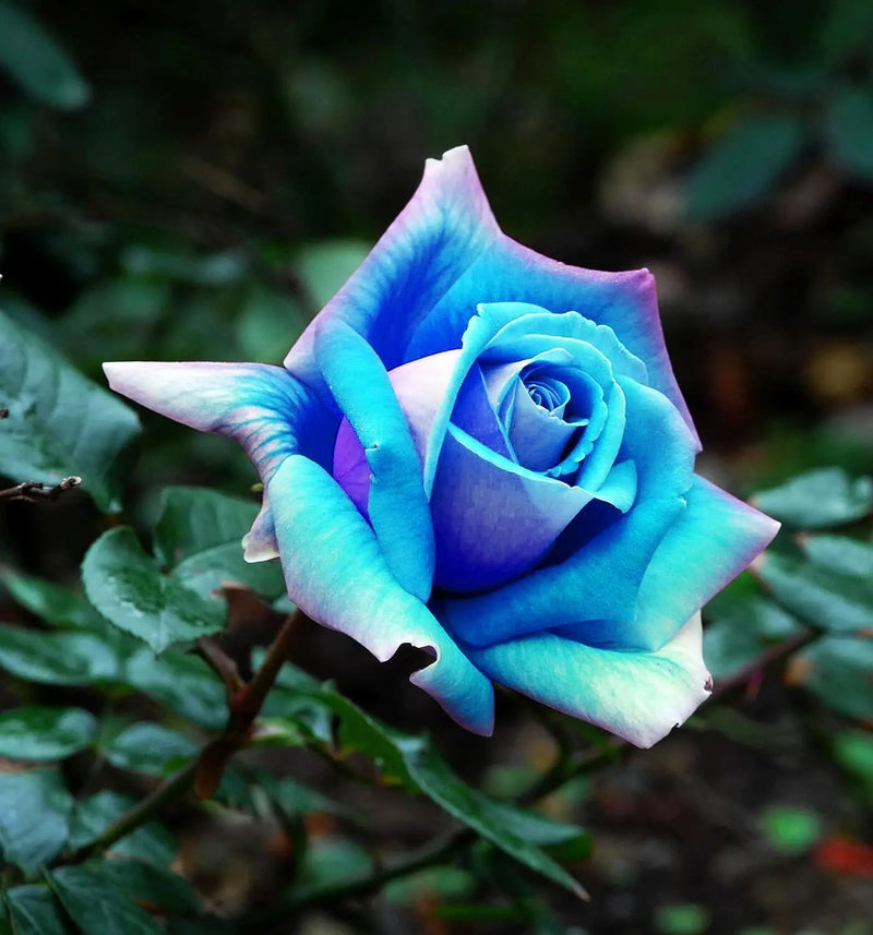 hell Blau Osiria Rose Blumensamen zur Aussaat – Halbschatten verträglich – Traditionssorte & ohne Gentechnik Samen Hausgarten
