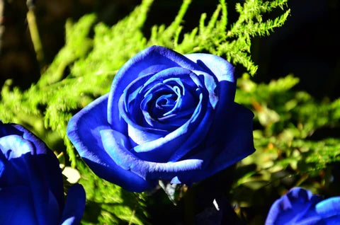 dunkel Blau Rose Blumensamen saisonal Dauerblüher Traditionssorte & ohne Gentechnik Samen Hausgarten